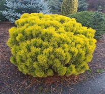 ����� ������ ������ ���