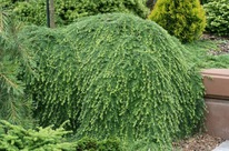 ����� ��������� ����� ���������