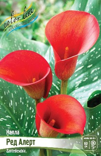 ����� ��� �����