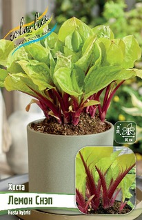 ����� ����� ����