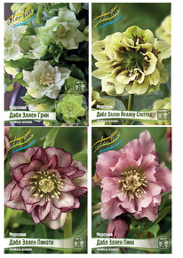 ��������� ����� ���� �����