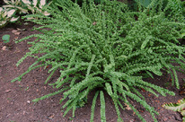 ���������� ��������