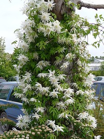 �������� ������� ����� (������)