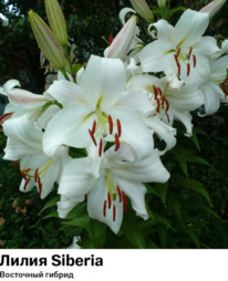 ����� Siberia (��������� [������������] ������)  5146