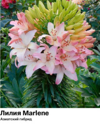 ����� Marlene (��������� ������, ��������������)  5179